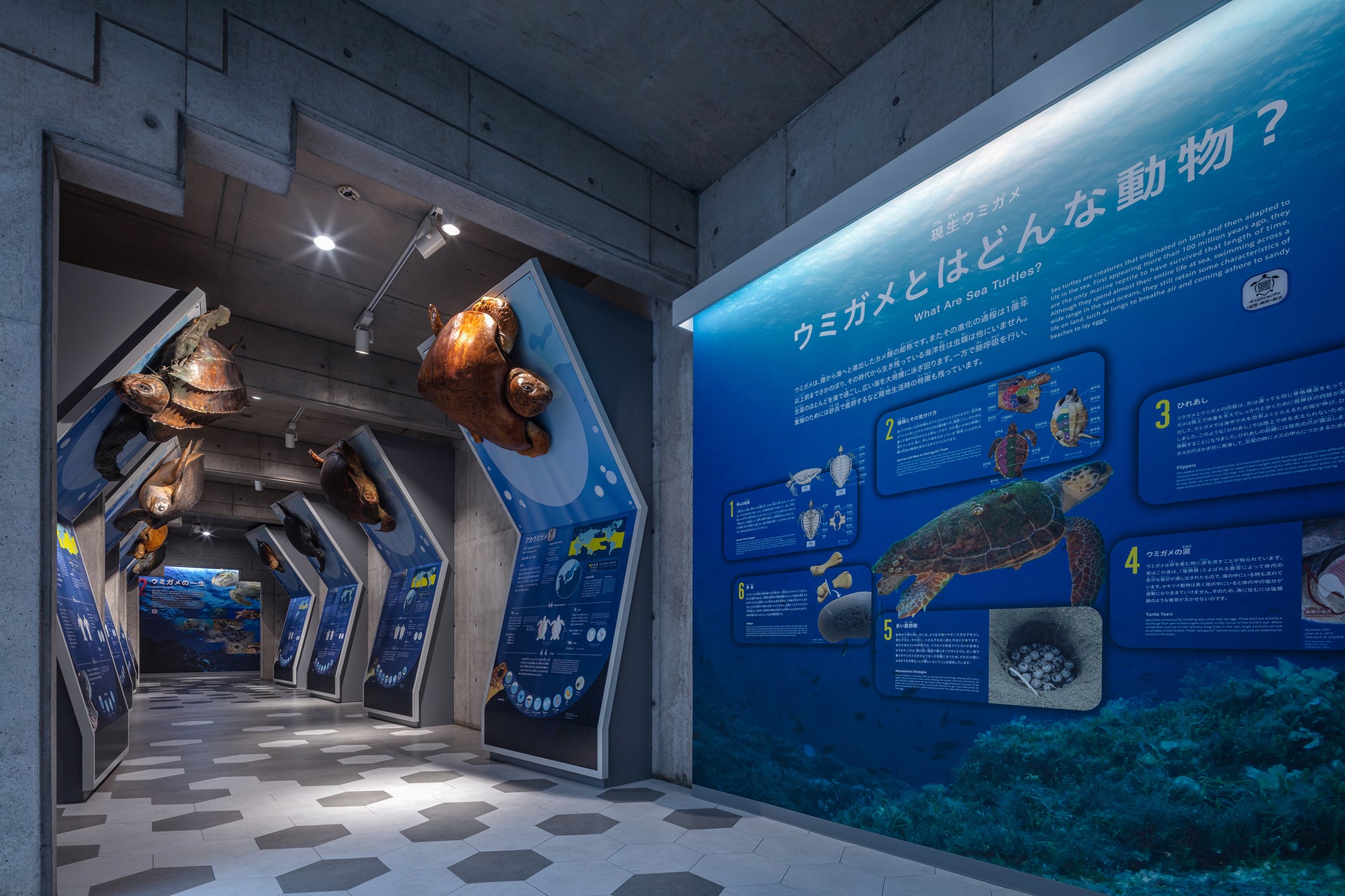 日和佐うみがめ博物館カレッタ リニューアル6